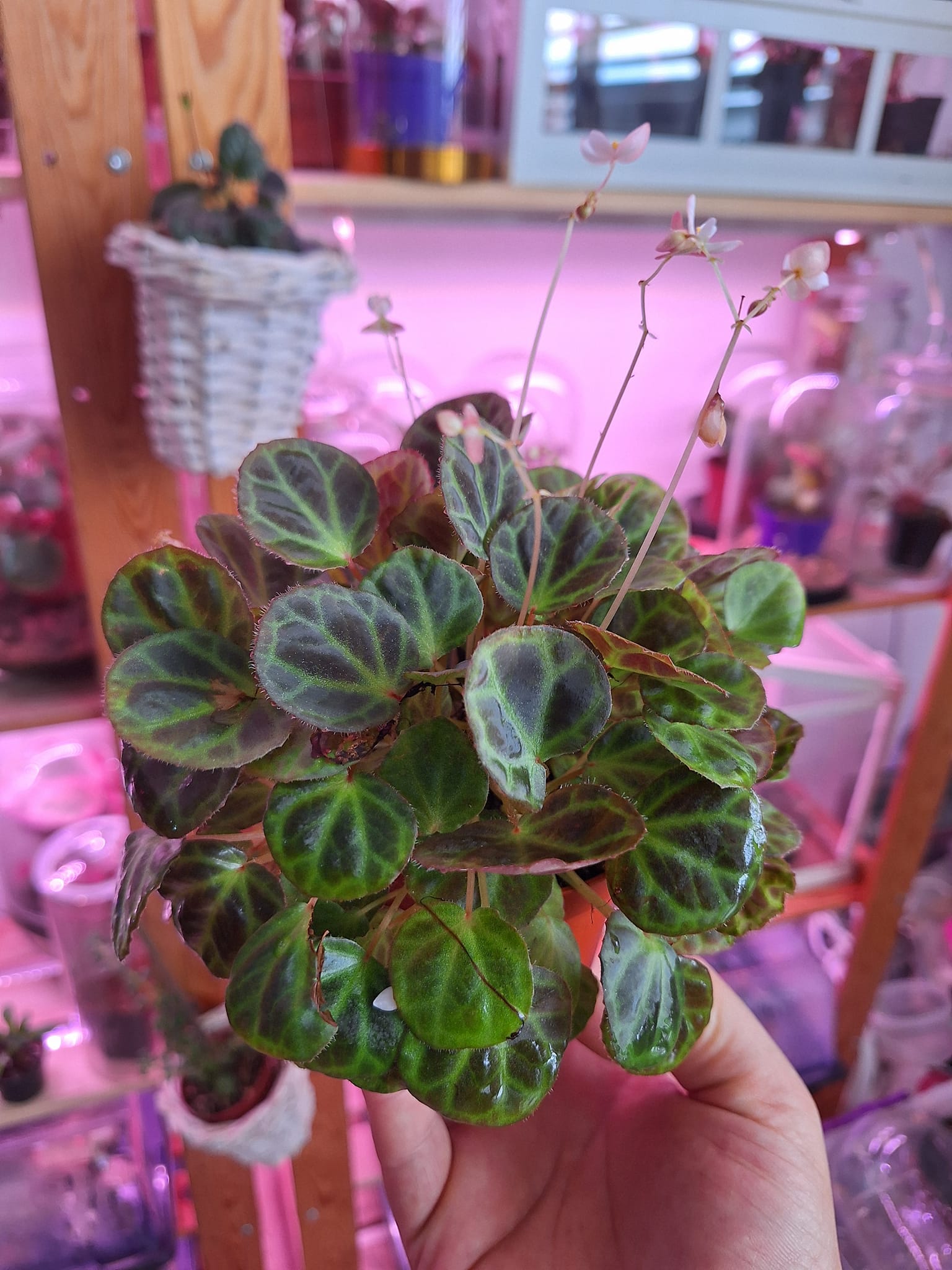 Begonia olivacea